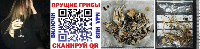 дарк нет официальный сайт  Плавск  Псилоцибиновые грибы Psilocybine cubensis  купить наркоту 